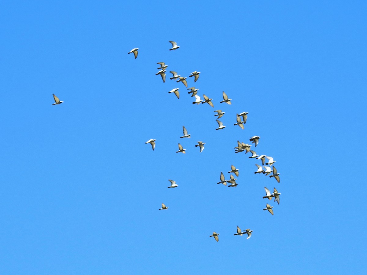 יונת בית - ML644515905