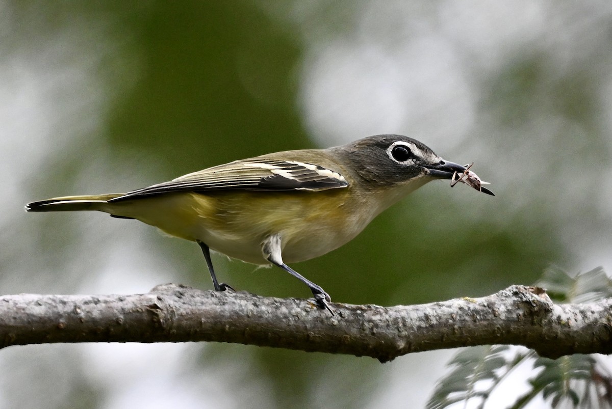 フタスジモズモドキ - ML644515906