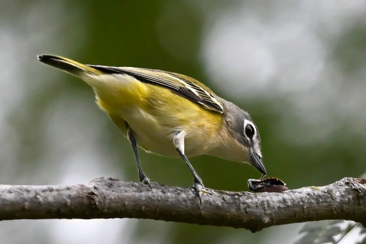 フタスジモズモドキ - ML644515907