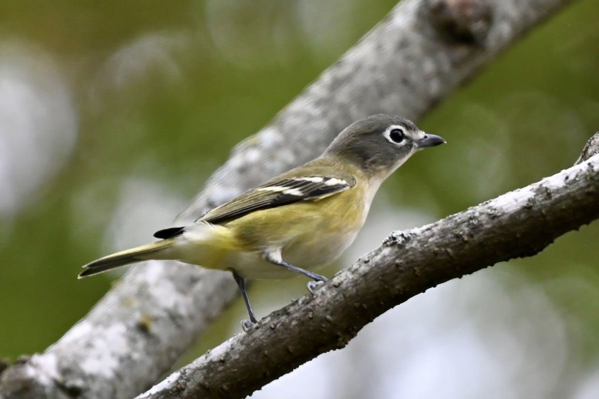 フタスジモズモドキ - ML644515908