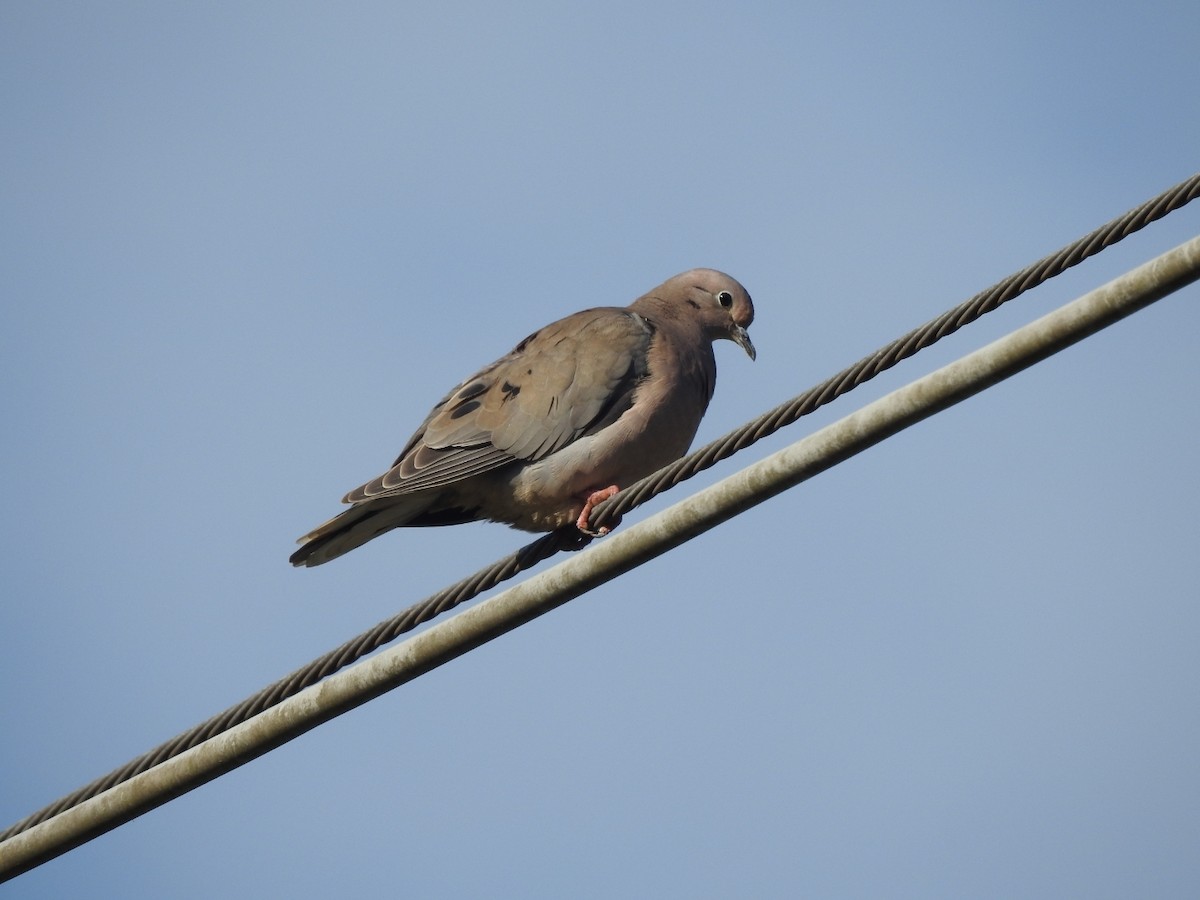 Eared Dove - ML644515911