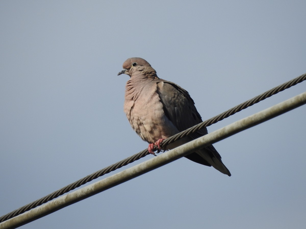 Eared Dove - ML644515912