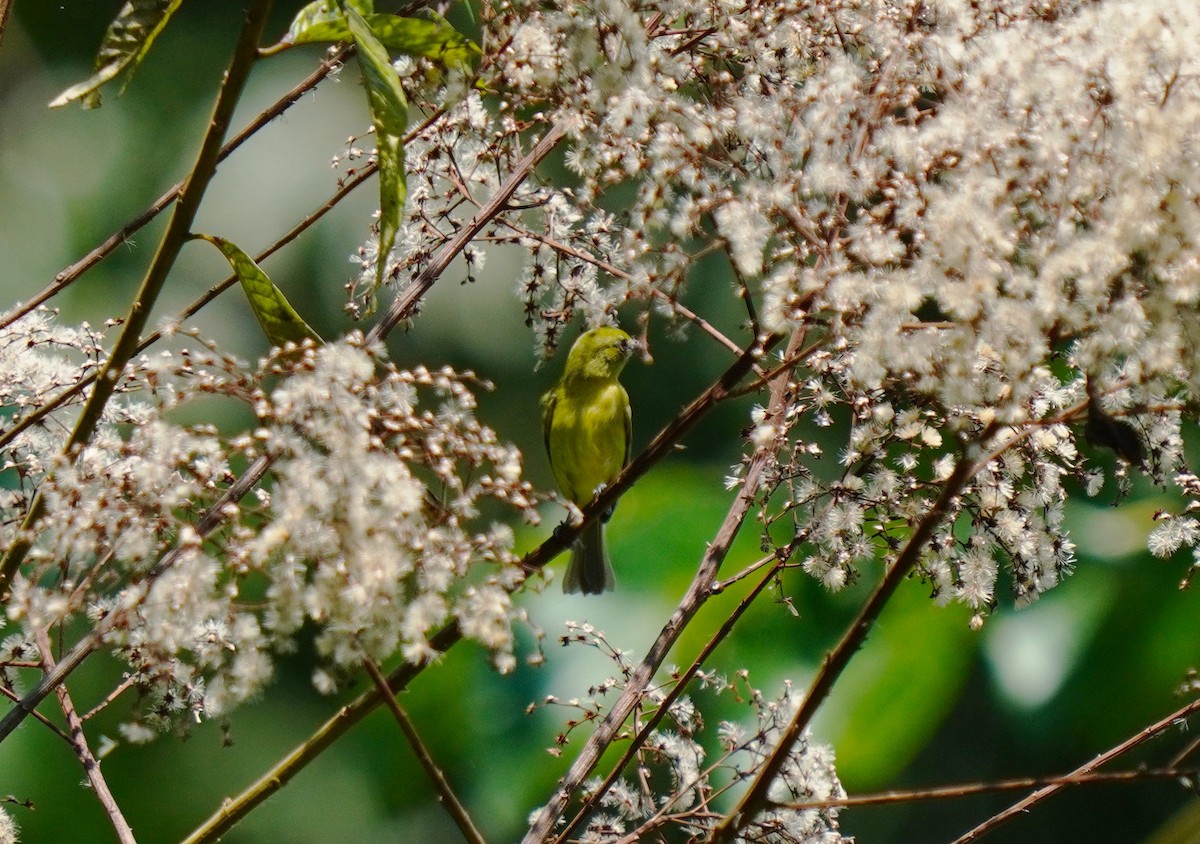 Olive-faced Flatbill - ML644515913