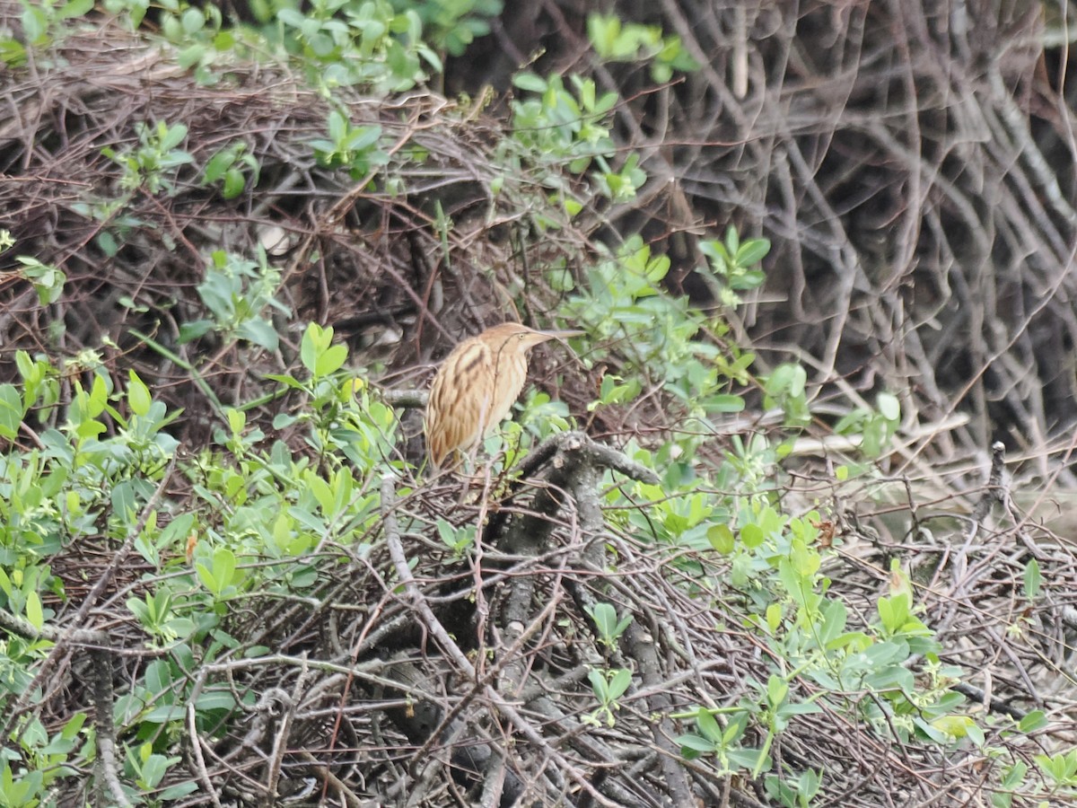 Blongios de Chine - ML644515915