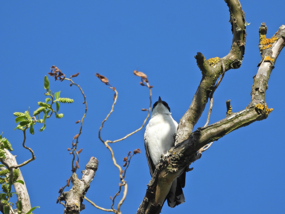 White-winged Triller - ML644515921