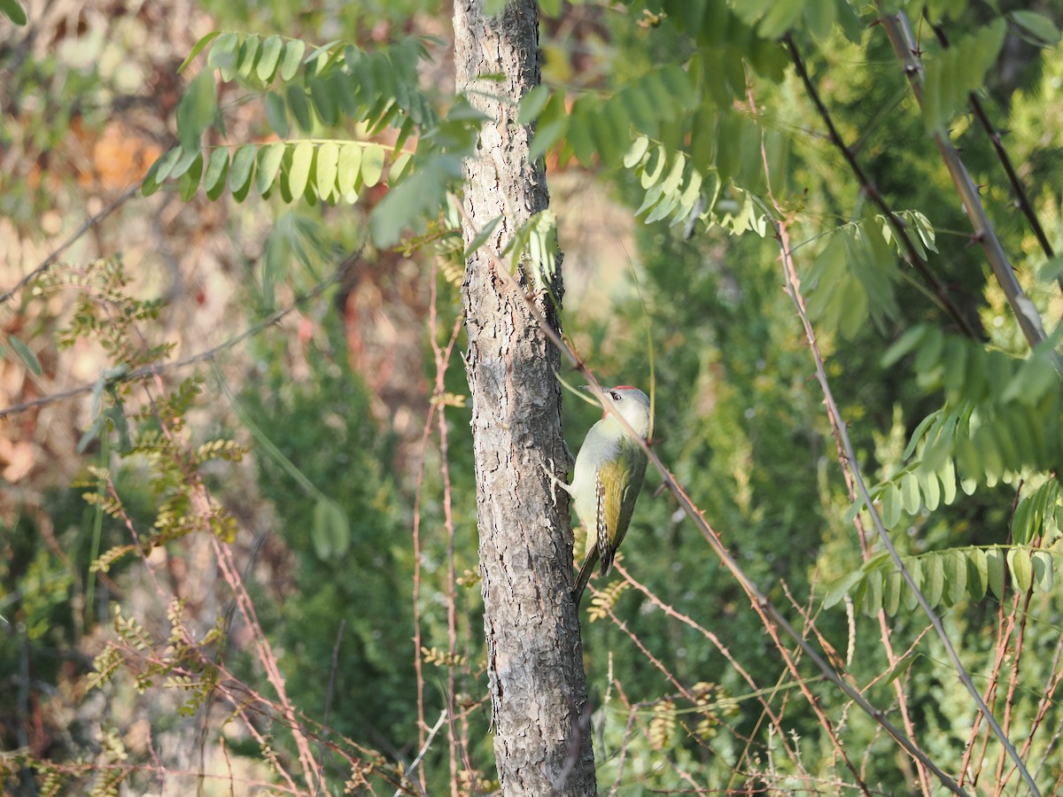 Pic cendré (groupe guerini) - ML644515923