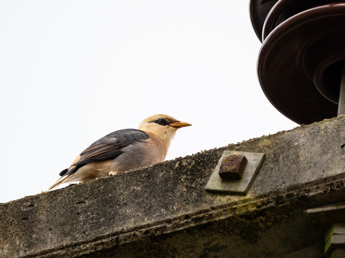 זרזיר בורמזי דרומי - ML644515925