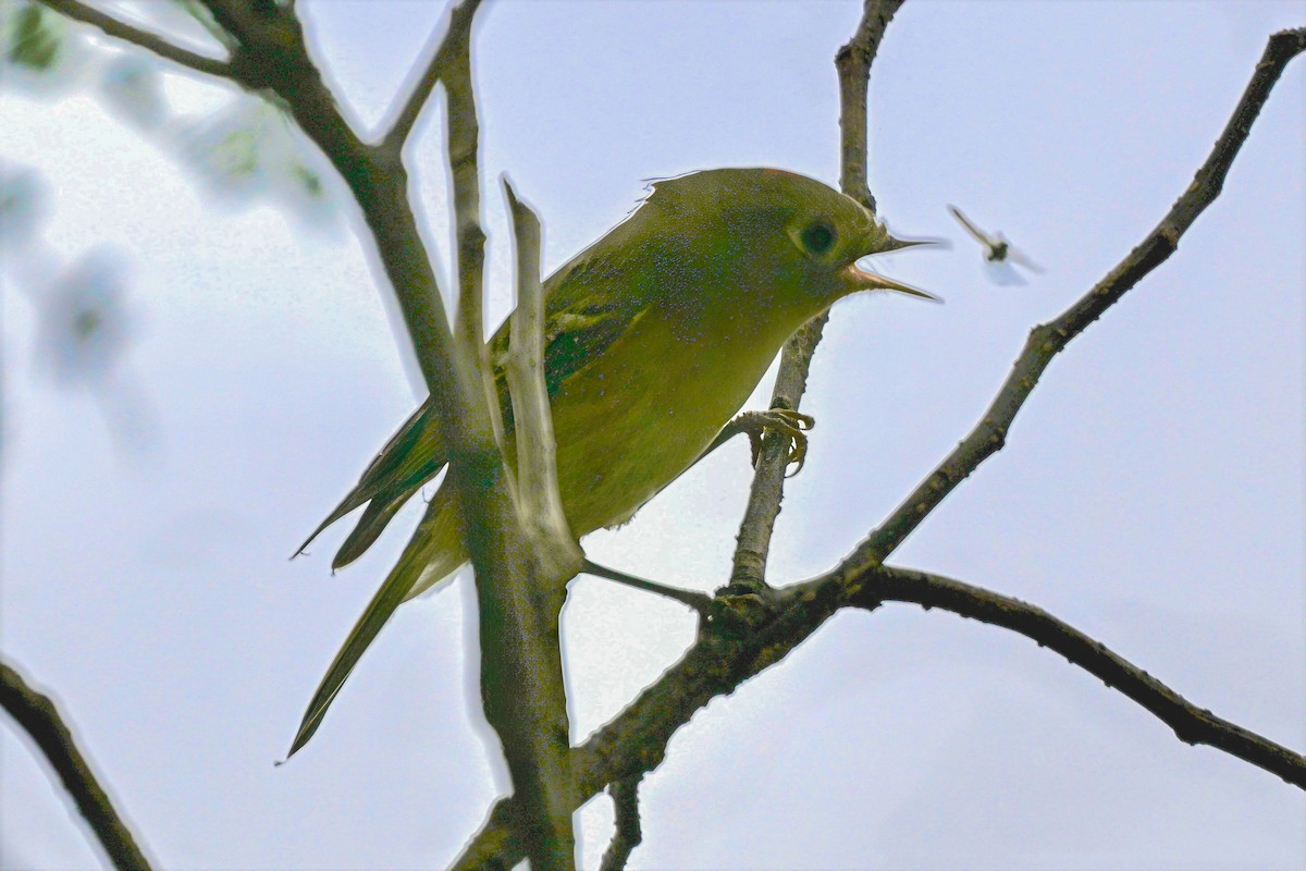 rubinfuglekonge - ML644515926