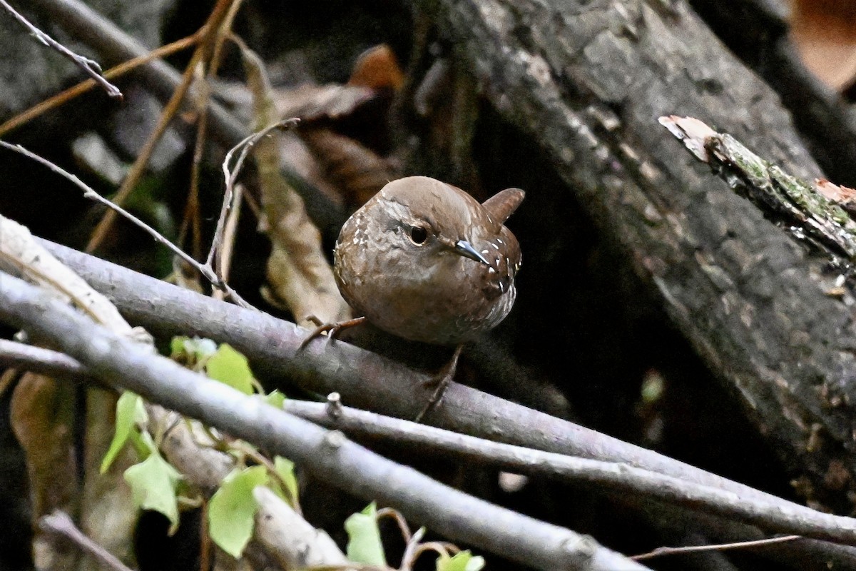 フユミソサザイ - ML644515934