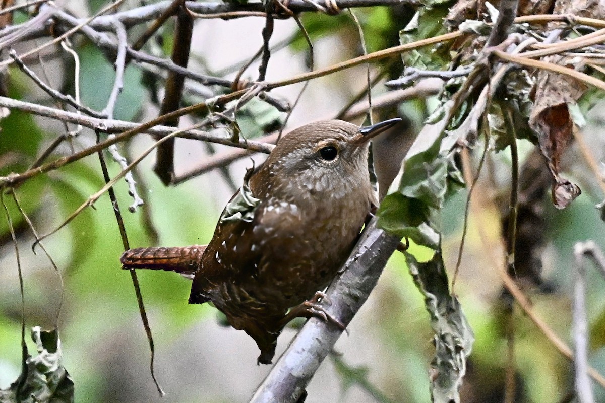 フユミソサザイ - ML644515935