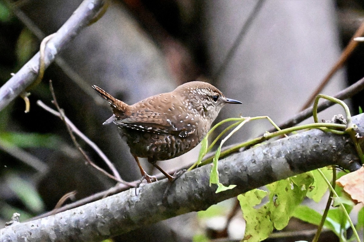 フユミソサザイ - ML644515936