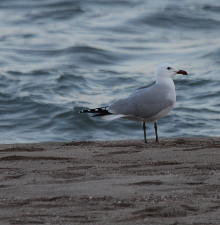 Audouin's Gull - ML644515945