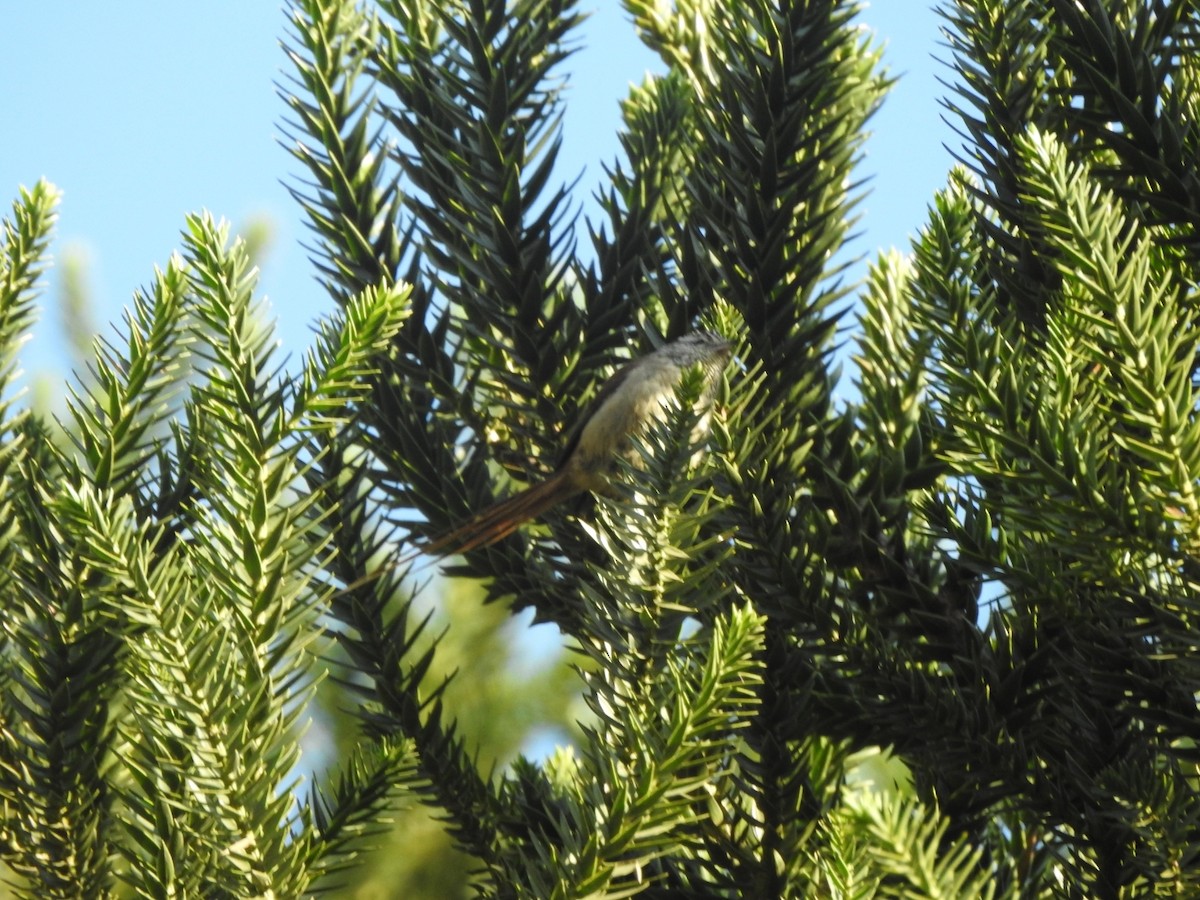 Сікора араукарієва - ML644515946