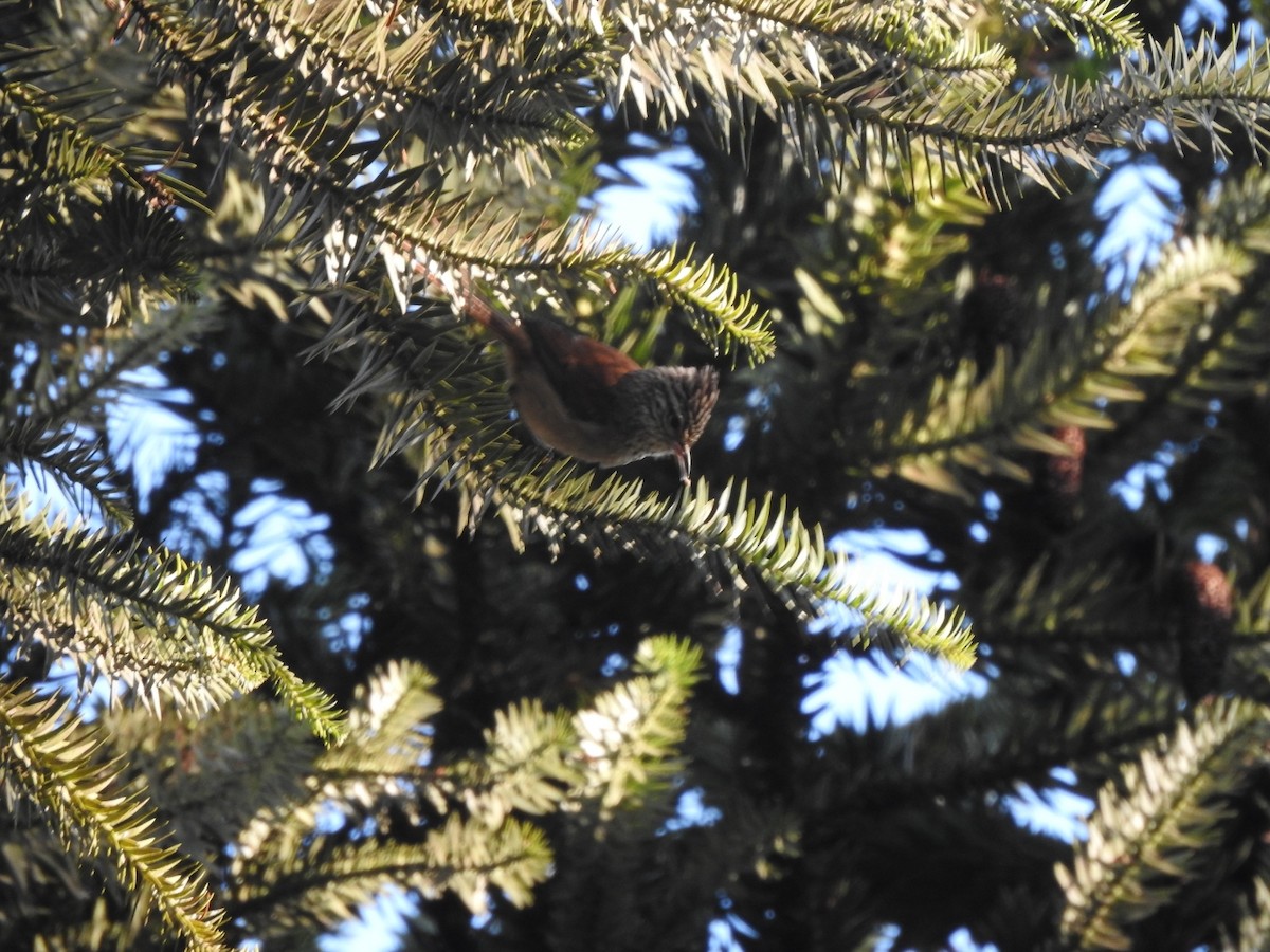 Сікора араукарієва - ML644515947