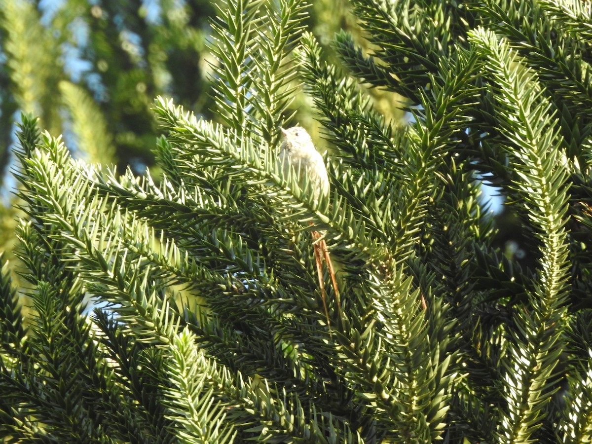 Сікора араукарієва - ML644515948