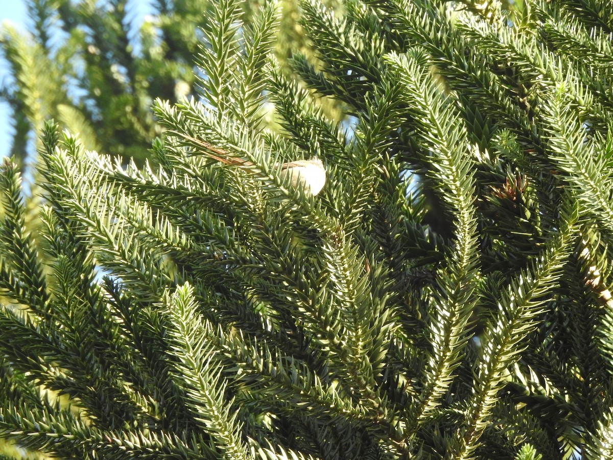 Сікора араукарієва - ML644515949