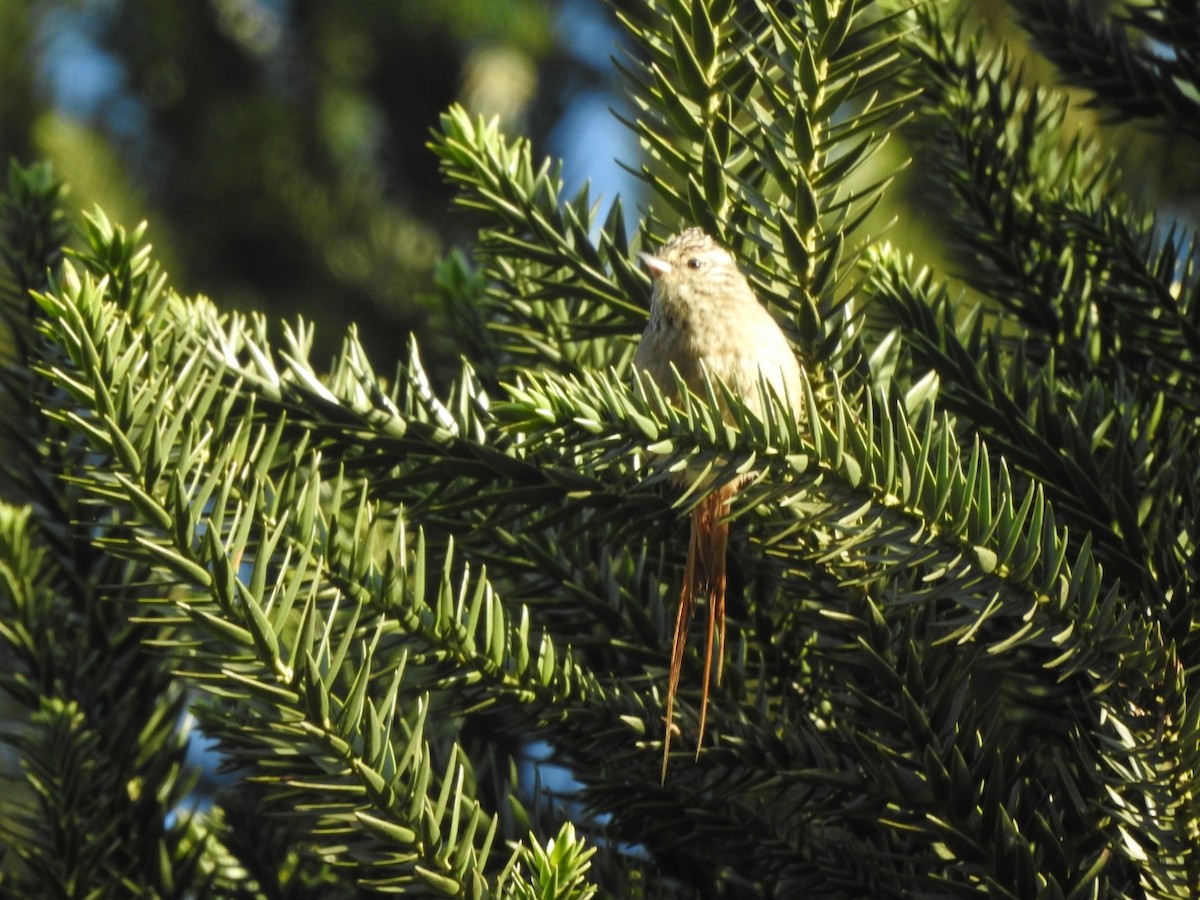 Сікора араукарієва - ML644515950