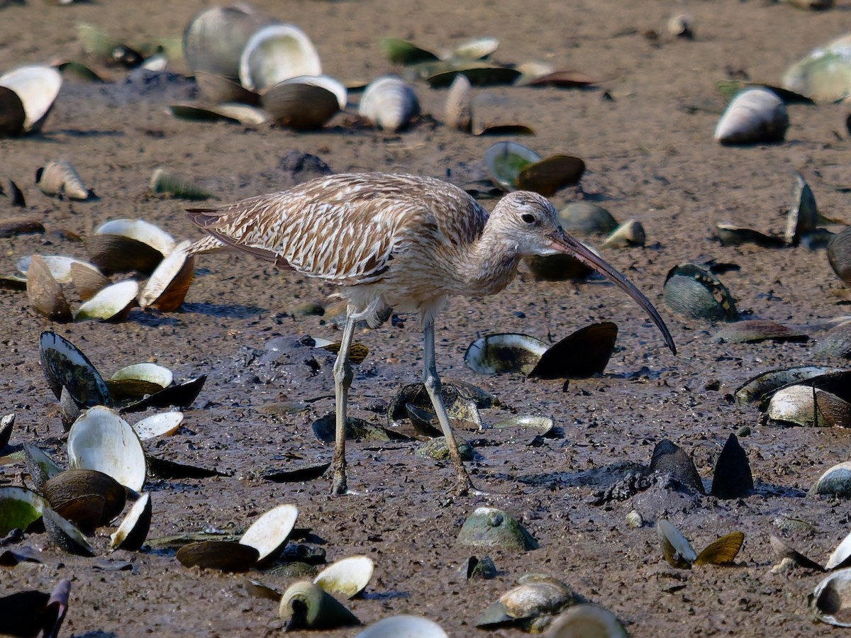 Eurasian Curlew - ML644515953