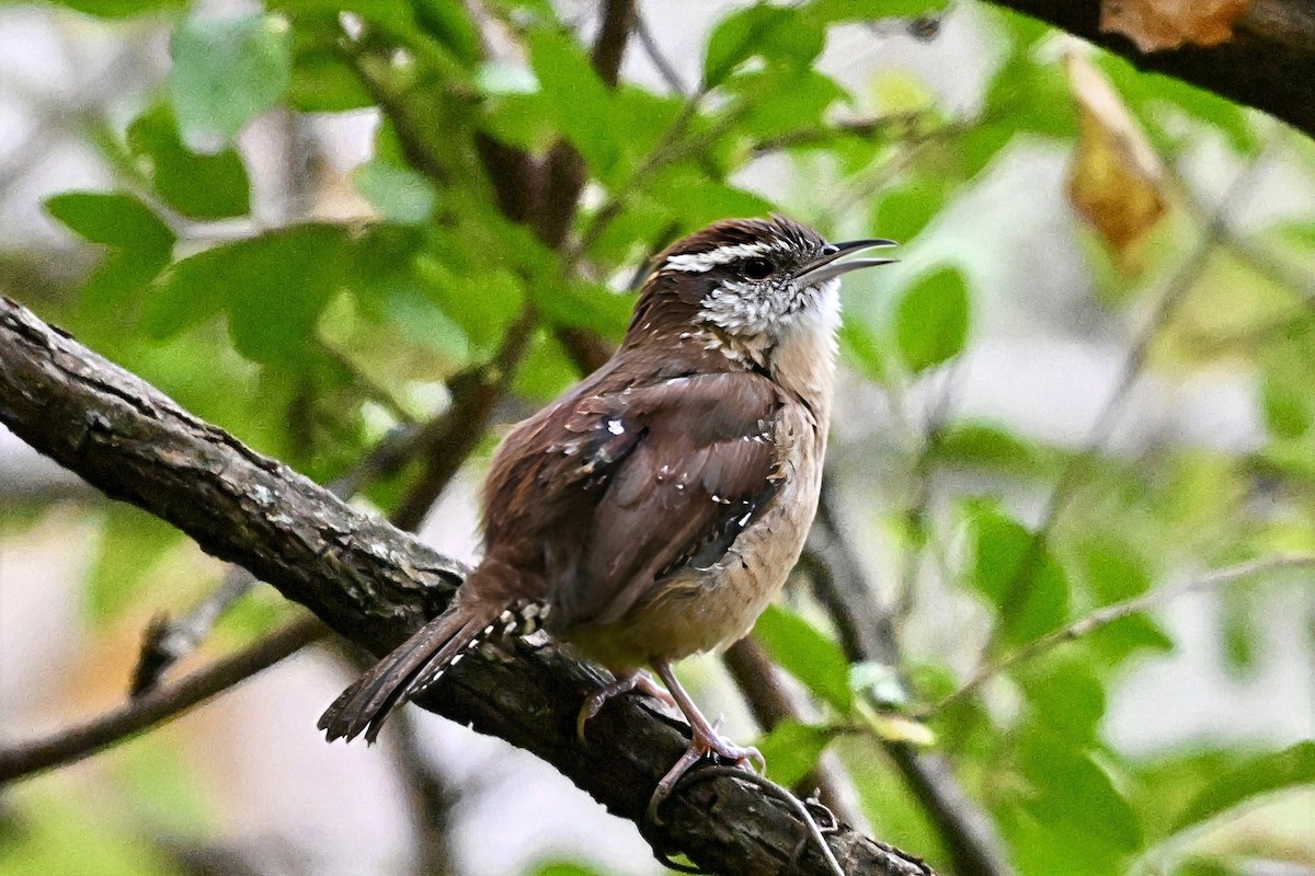 チャバラマユミソサザイ - ML644515955