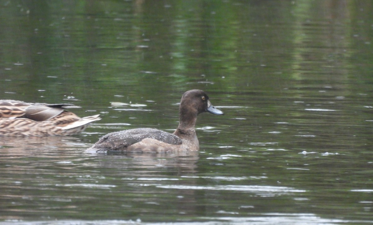 キンクロハジロ - ML644515966