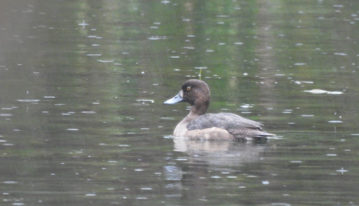 キンクロハジロ - ML644515967