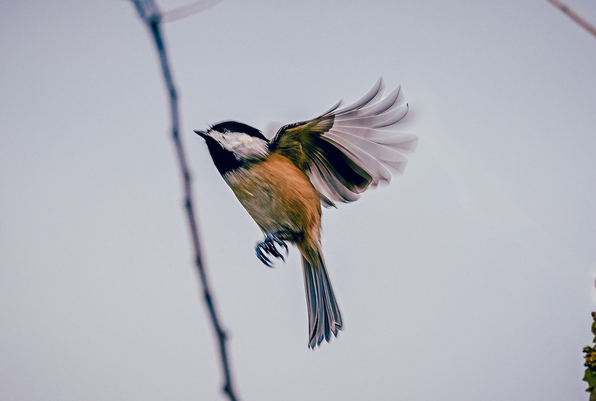 カロライナコガラ - ML644515969