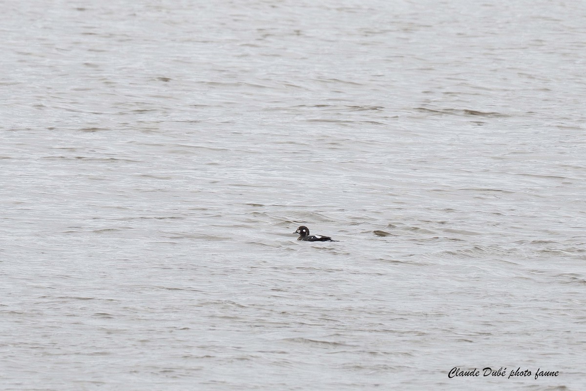 Хотгуужин чөрх - ML644515970