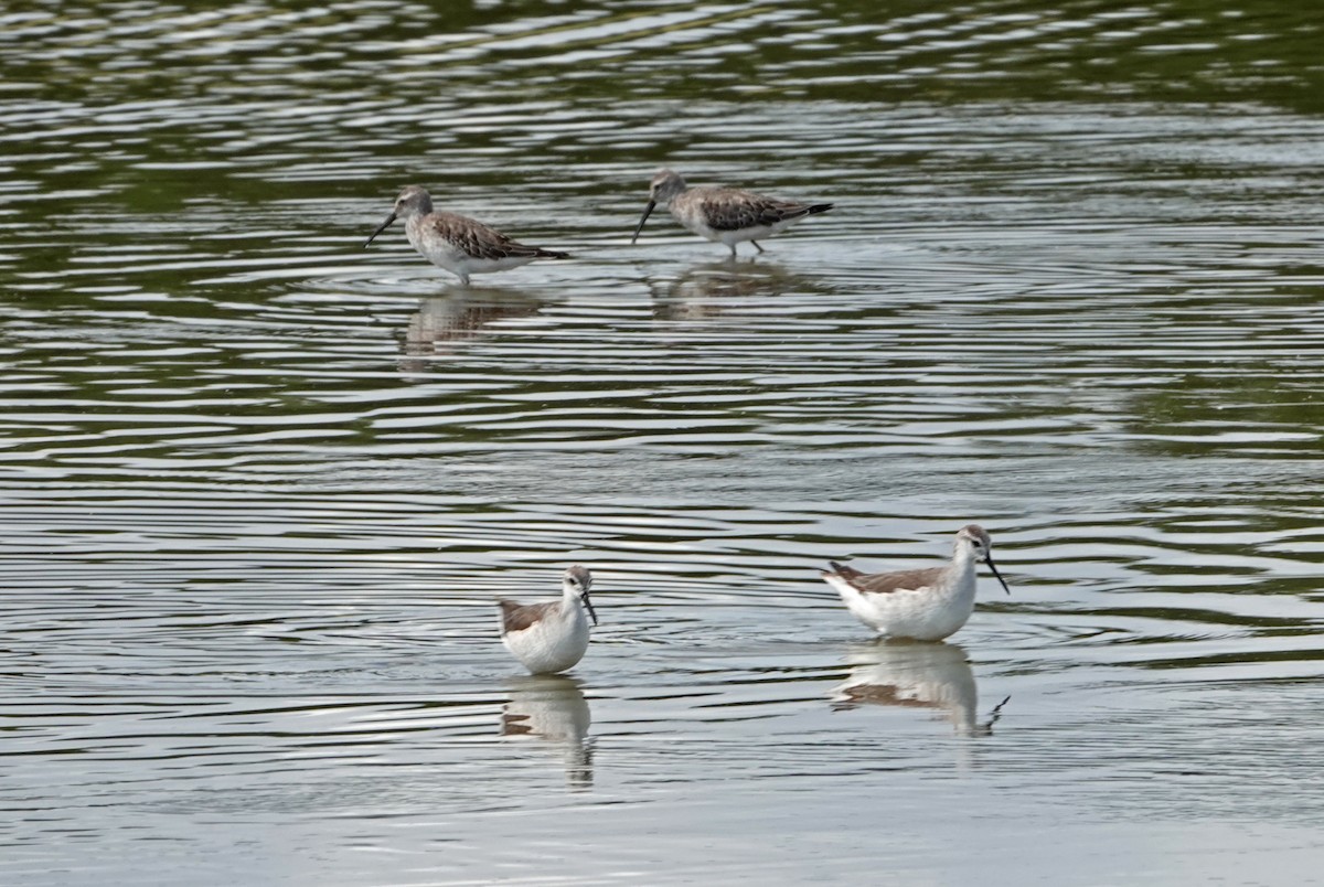 Wilsonwassertreter - ML644515983