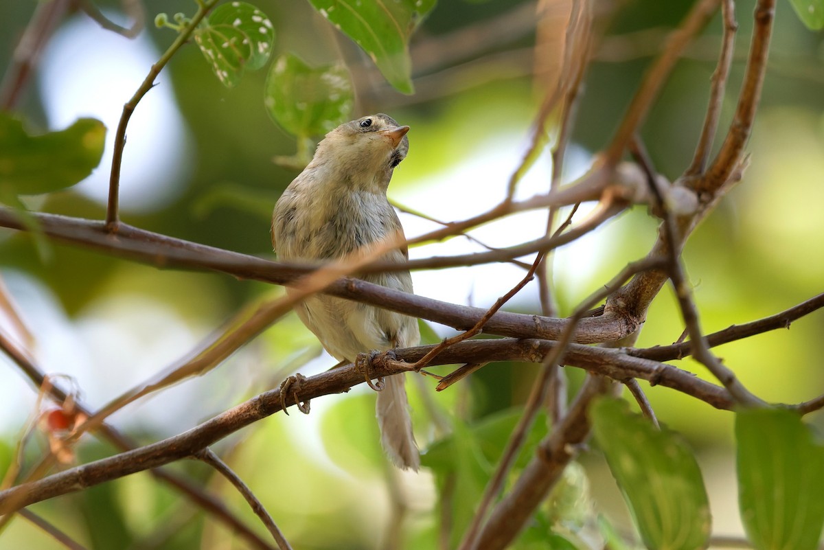 busksanger - ML644515986