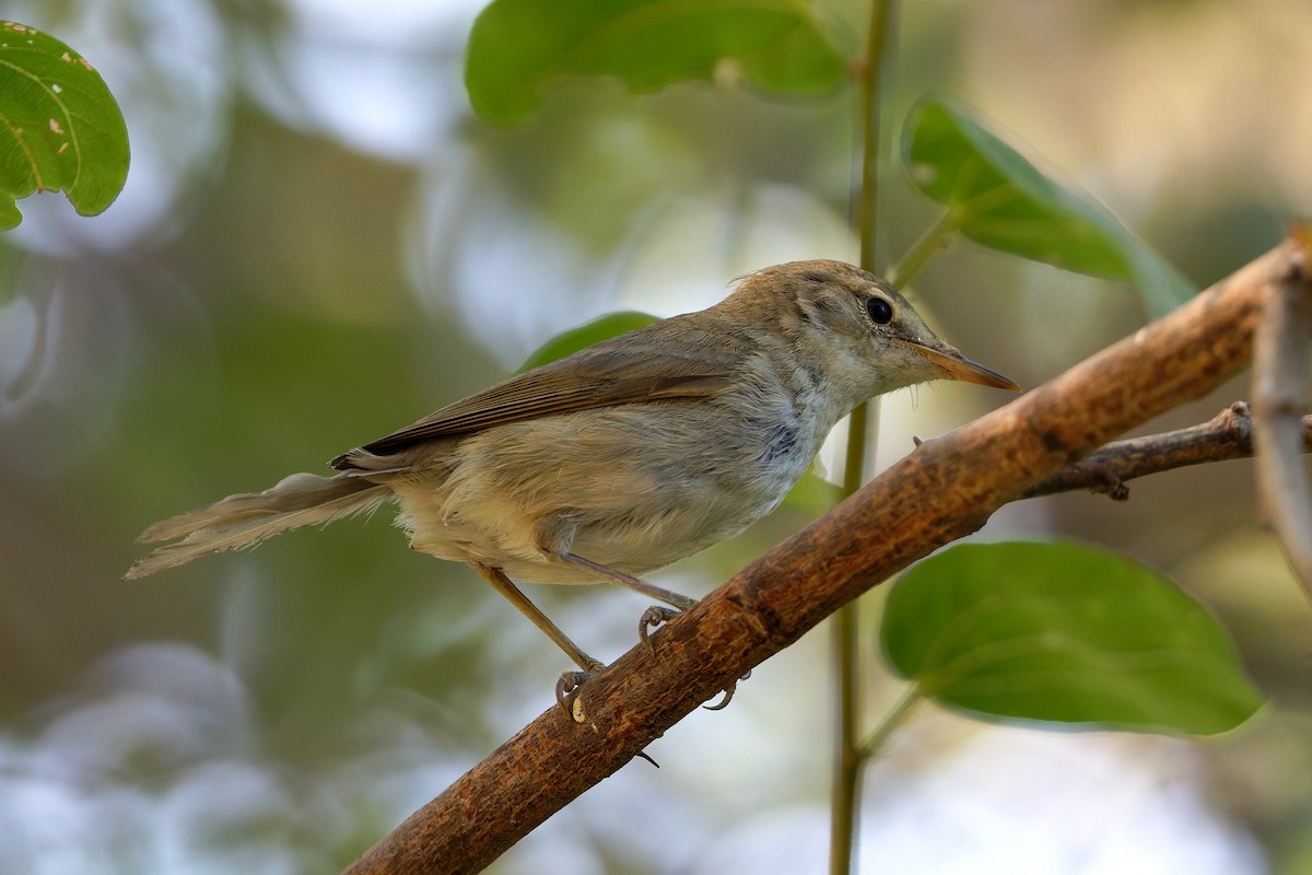 busksanger - ML644515987