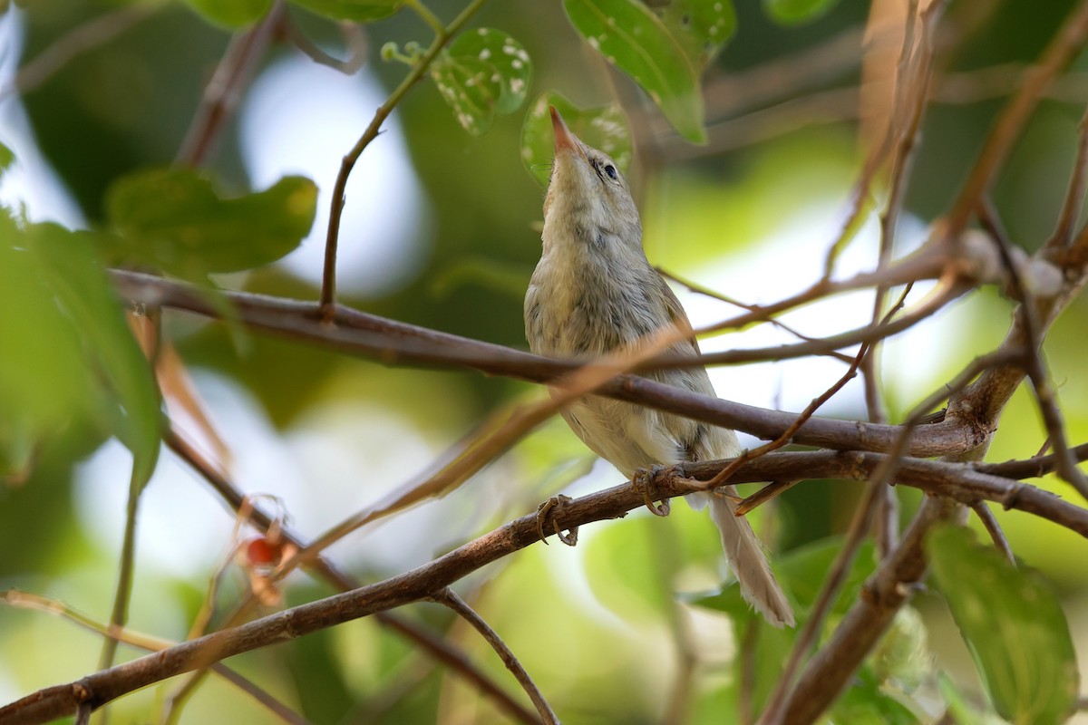 busksanger - ML644515988