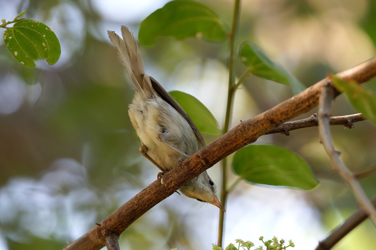 busksanger - ML644515990