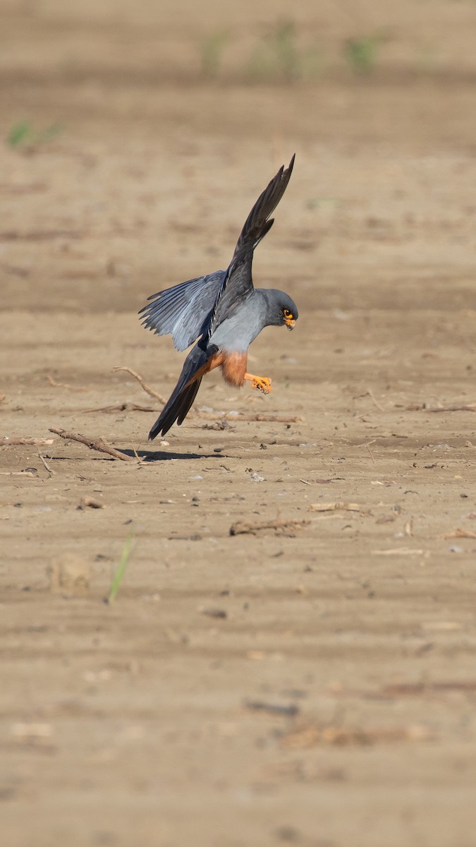 Red-footed Falcon - ML644516005