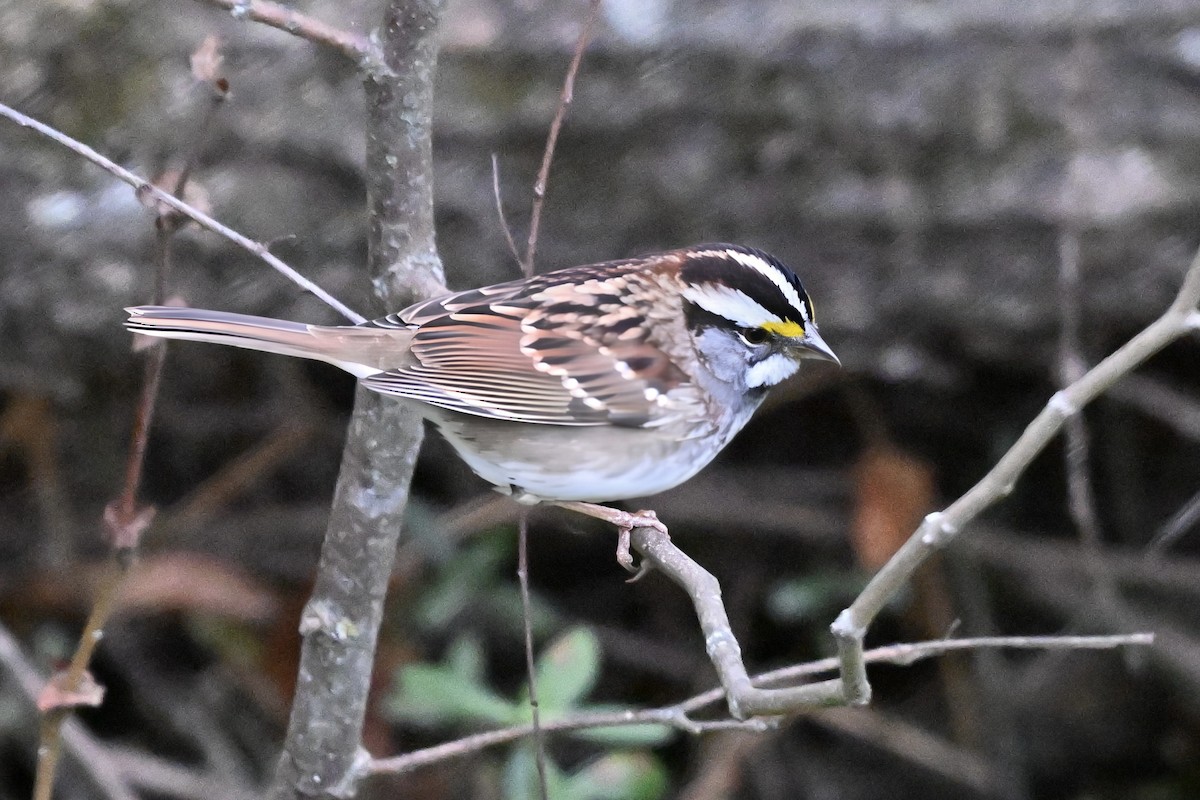 ノドジロシトド - ML644516006