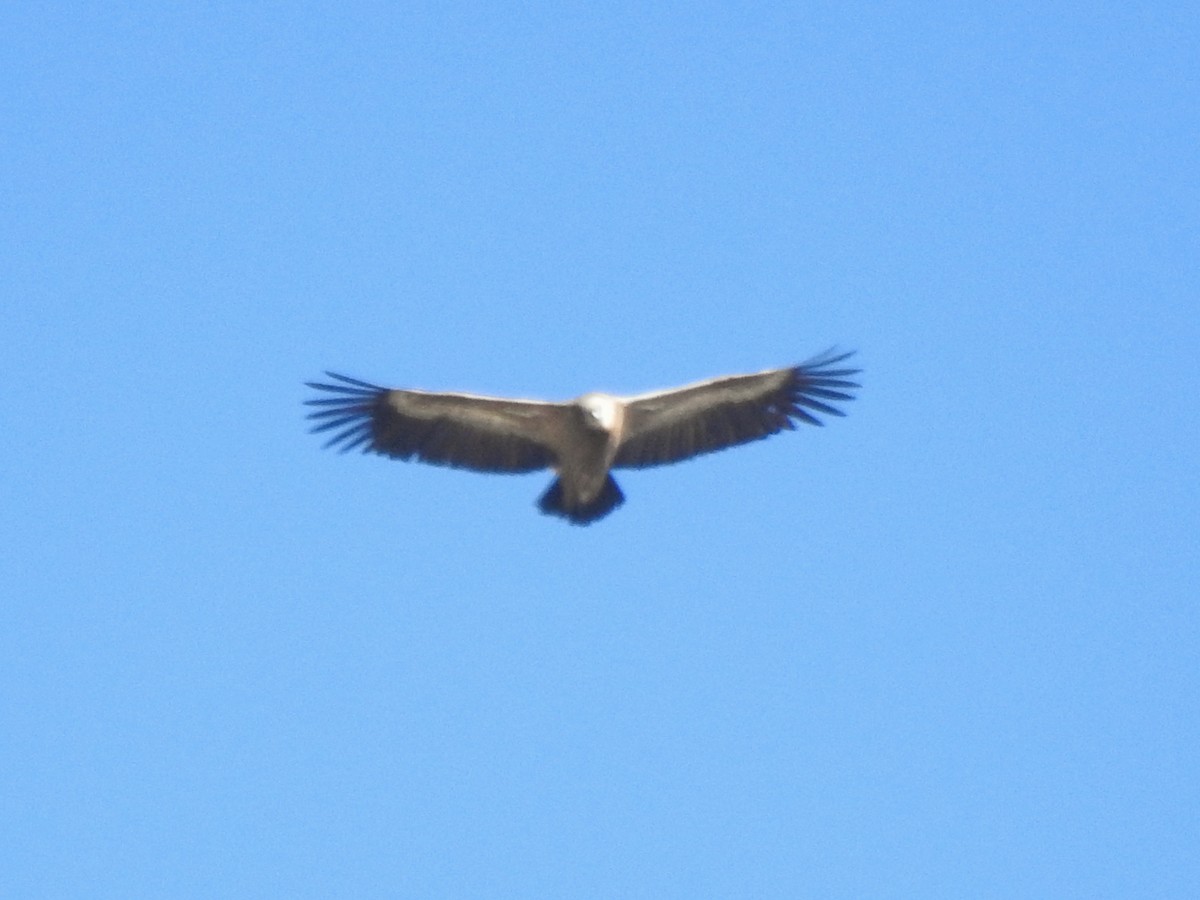 シロエリハゲワシ - ML644516021