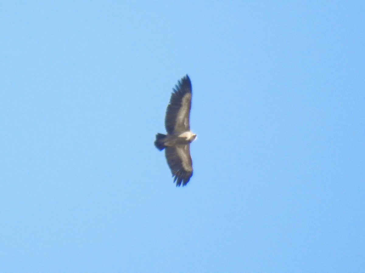 シロエリハゲワシ - ML644516022