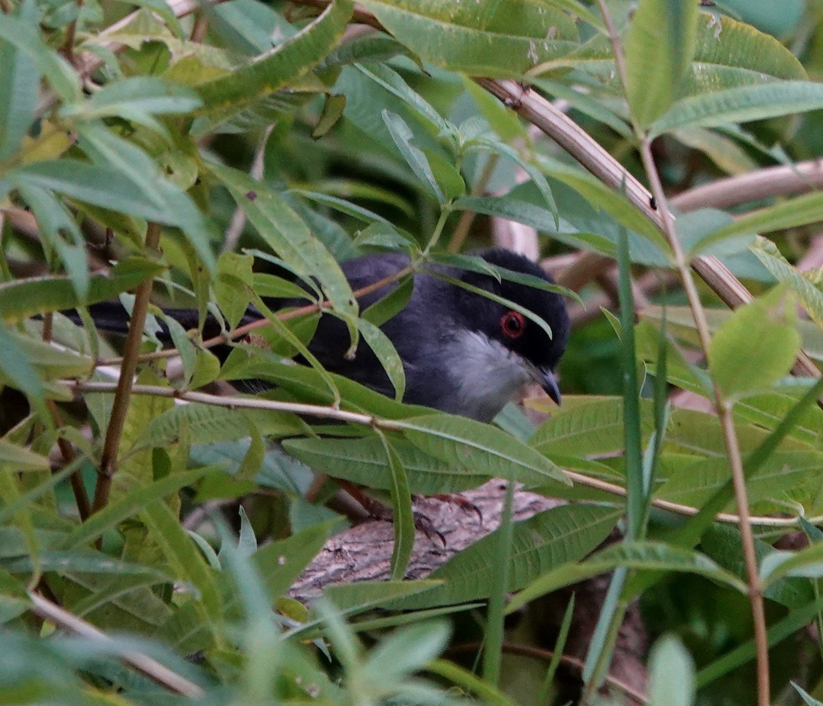 Fauvette mélanocéphale - ML644516024