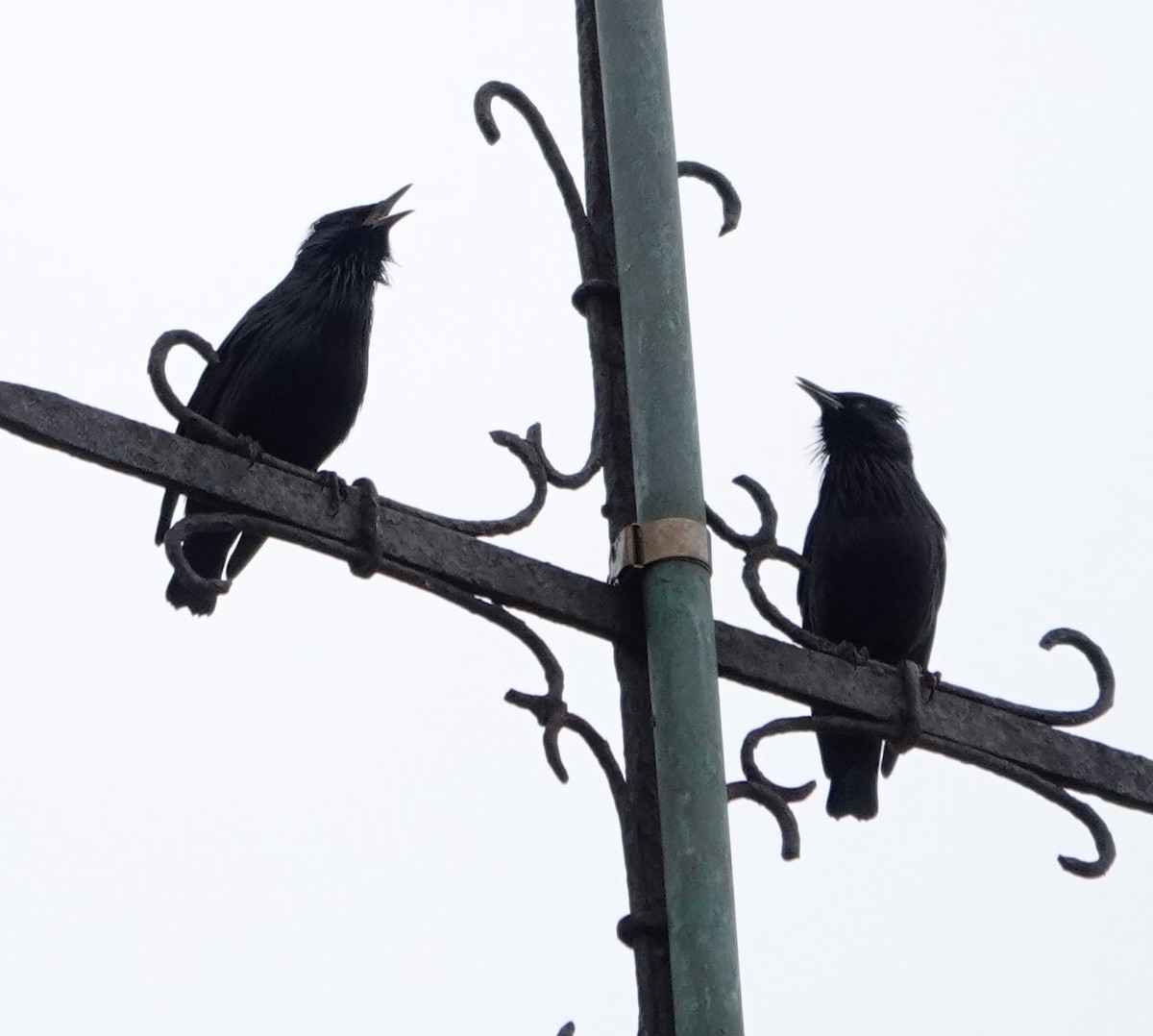 Étourneau unicolore - ML644516026