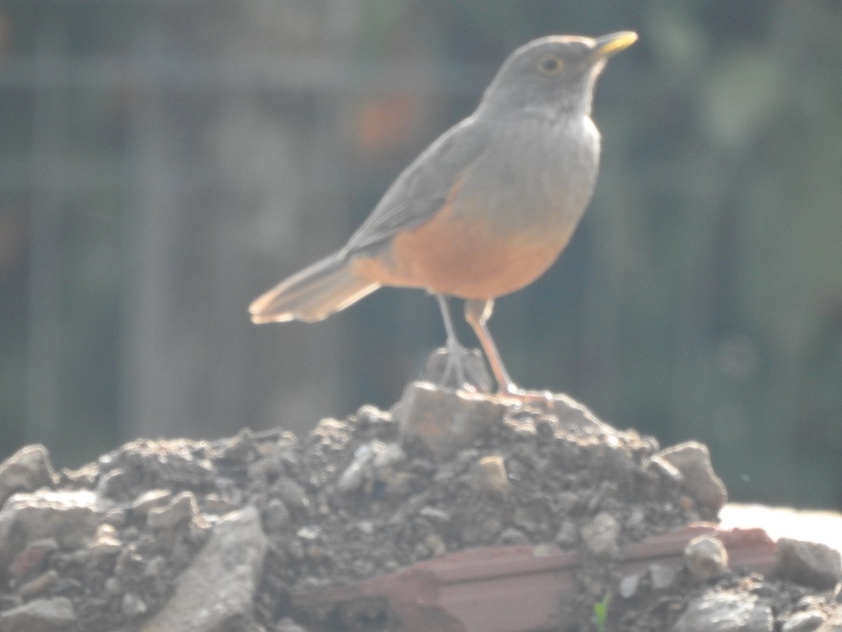 Rufous-bellied Thrush - ML644516029