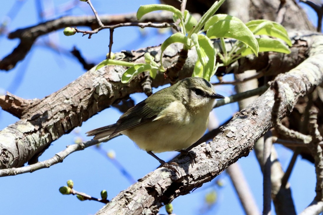 Mavi Sırtlı Ötleğen - ML644516035