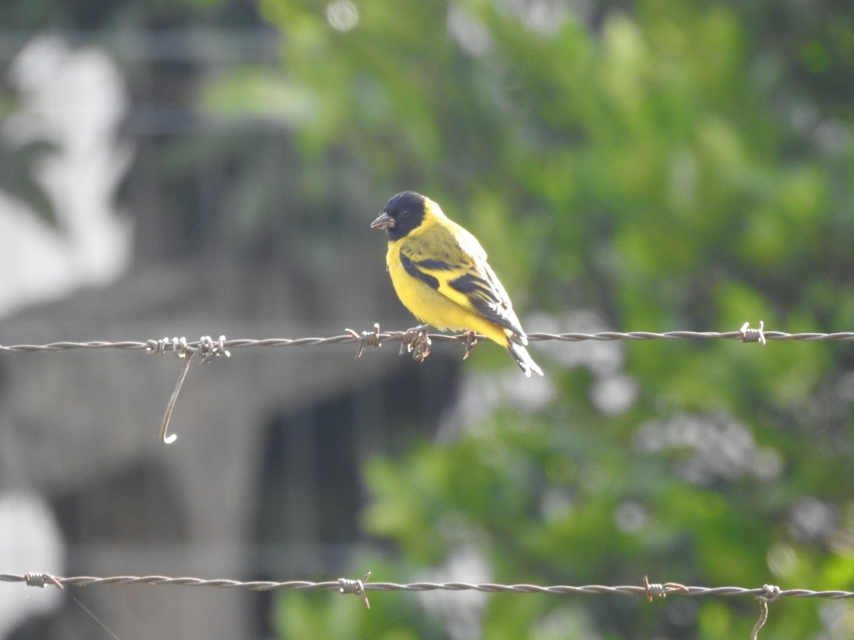 Hooded Siskin - ML644516039