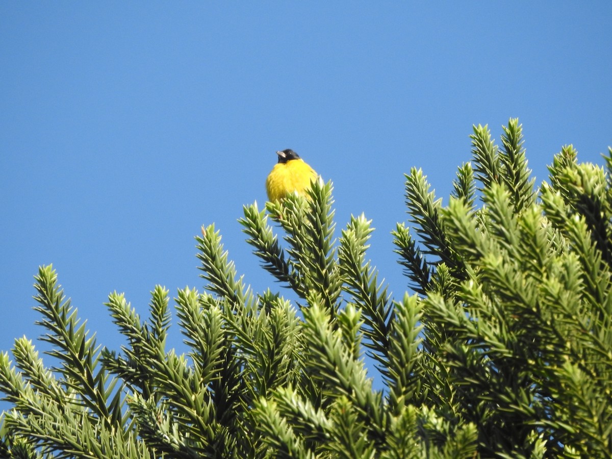 Hooded Siskin - ML644516040