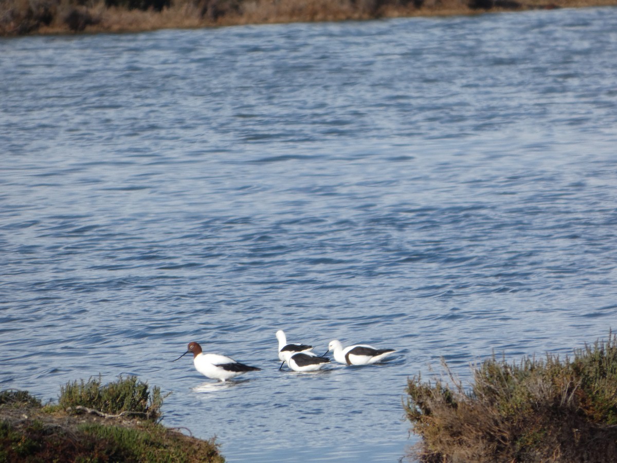 Чоботар австралійський - ML644516043