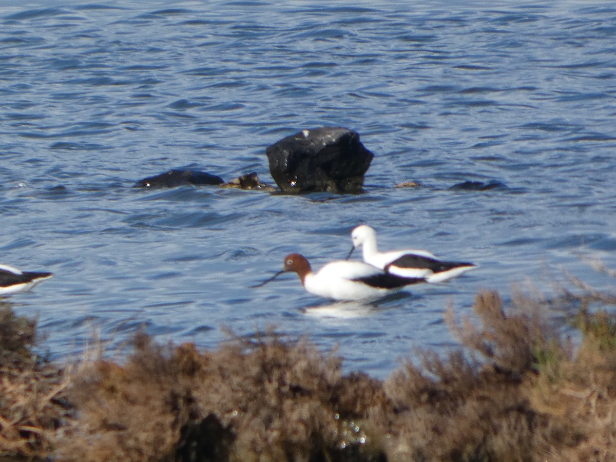 Чоботар австралійський - ML644516044