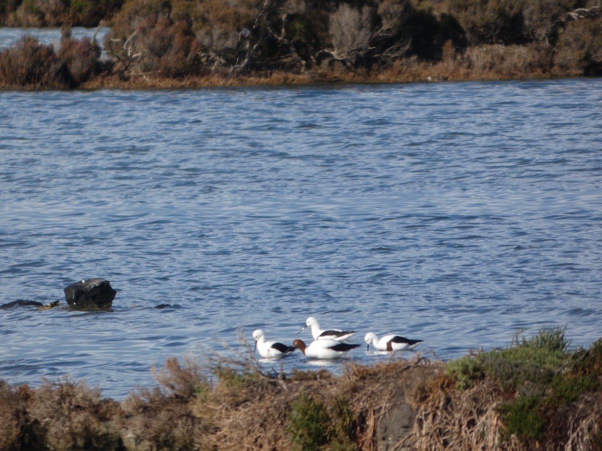 Чоботар австралійський - ML644516045