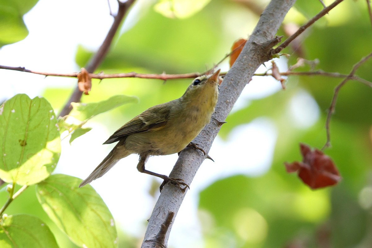 einersanger - ML644516058