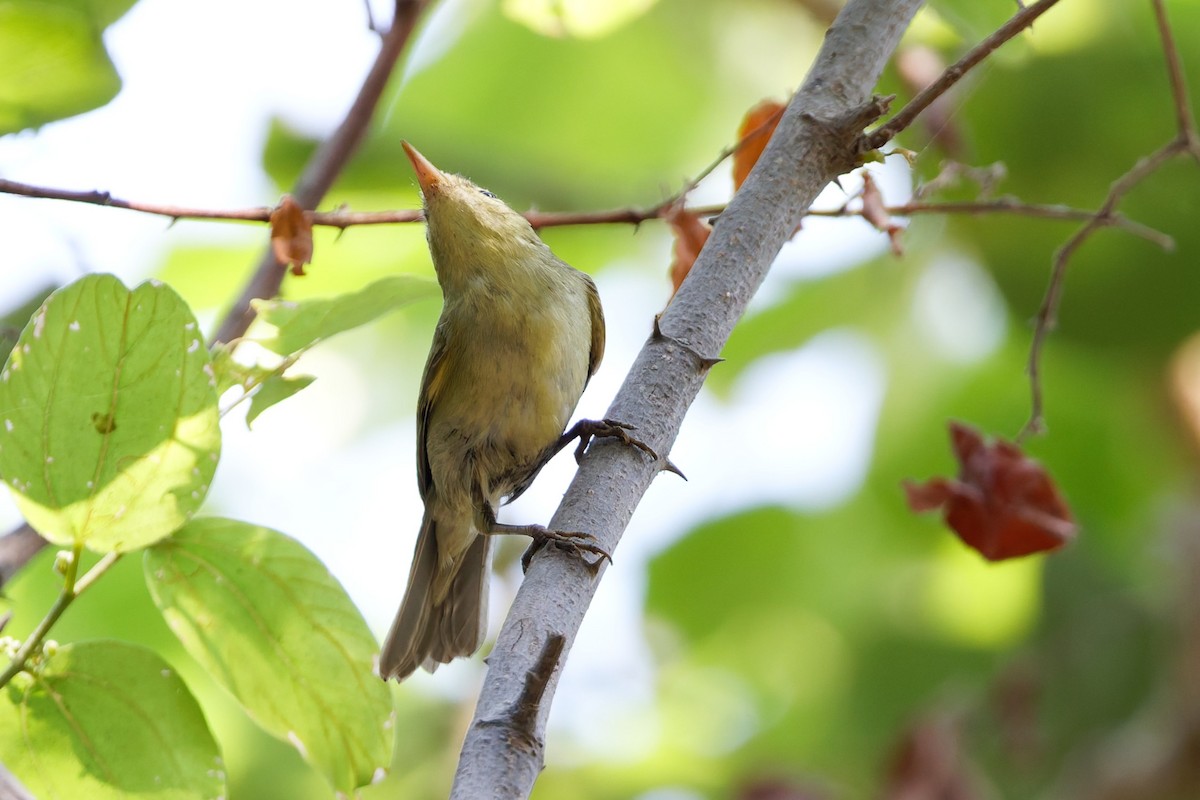 einersanger - ML644516059