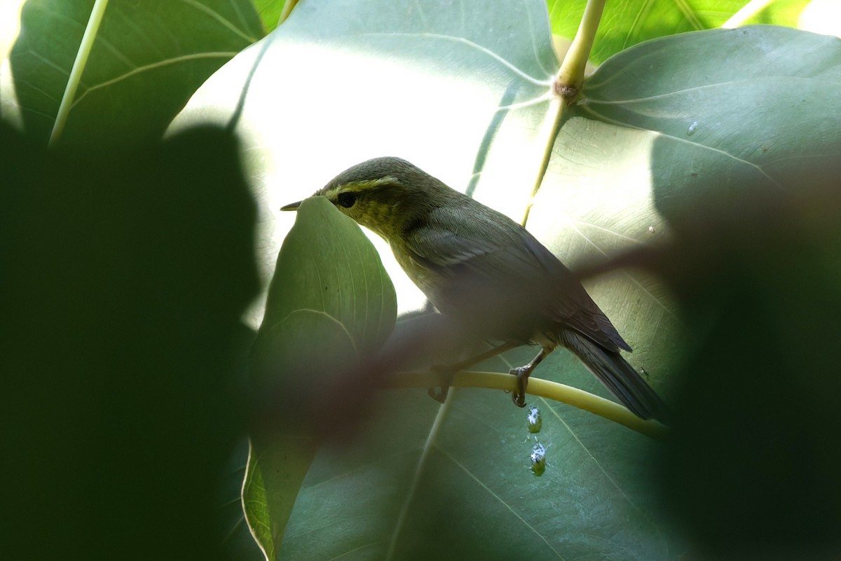 einersanger - ML644516060