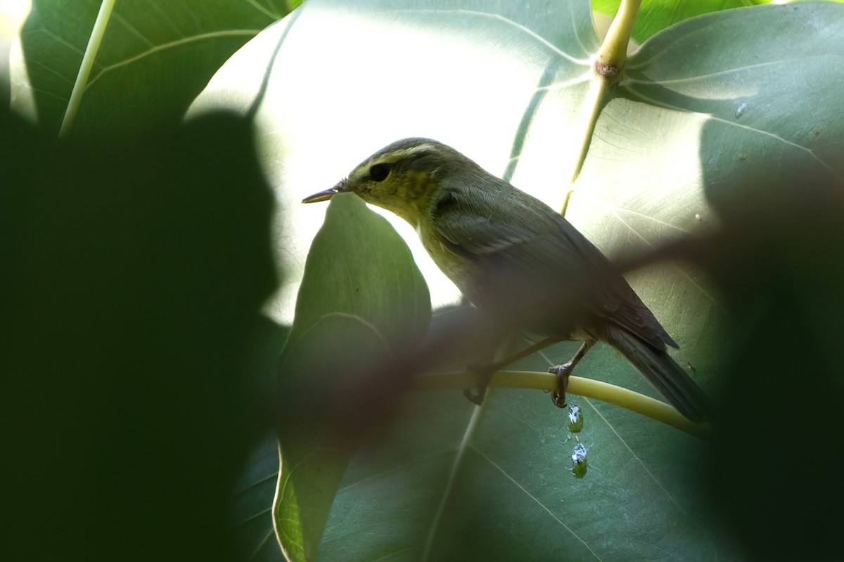 einersanger - ML644516061