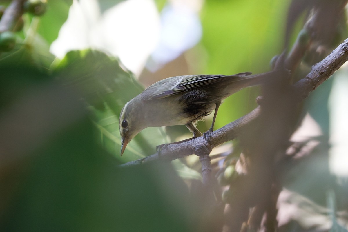 einersanger - ML644516062